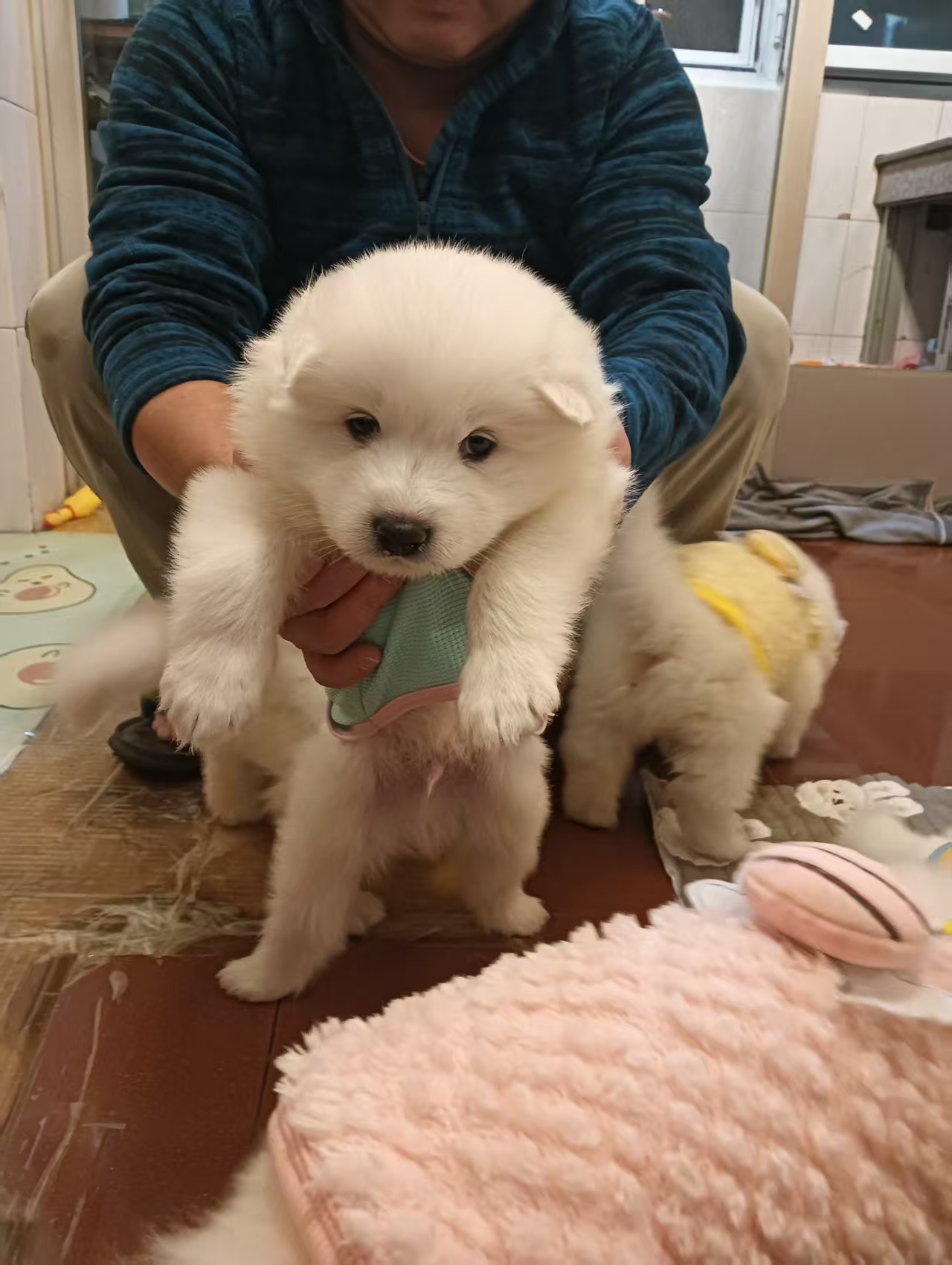 驱虫做齐，平时喂的是幼犬粮，性格特别黏人，一喊就凑过来蹭手～